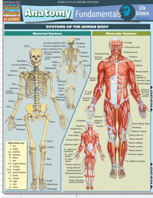 Anatomy Fundamentals