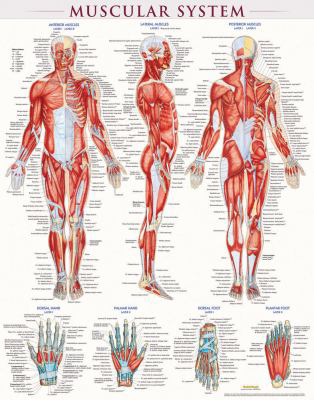 Muscular System
