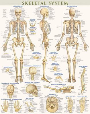 Skeletal System Poster (22 x 28 inches)