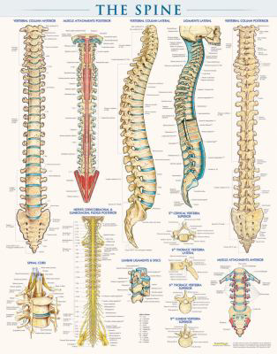Spine