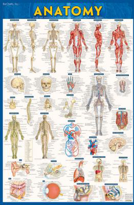 Anatomy Poster