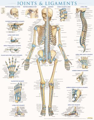 Joints & Ligaments