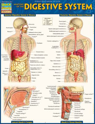 Anatomy of the Digestive System : Quickstudy Laminated Reference Guide (Edition 2)