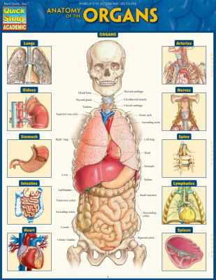 Anatomy of the Organs : QuickStudy Laminated Reference Guide (Edition 1)