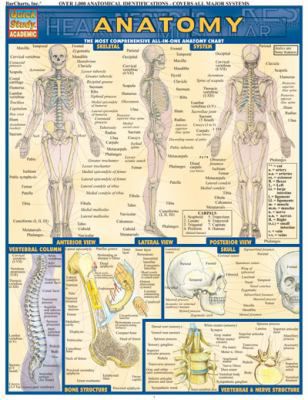 ANATOMY